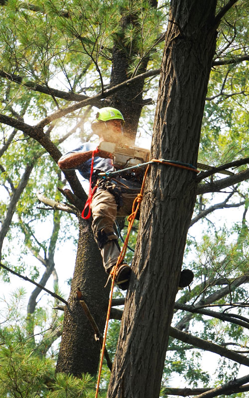 tree-service-4 Man cutting down tree with a chainsaw