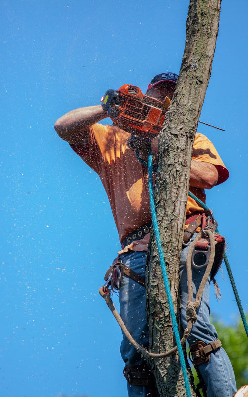 tree-service-5 Man cutting down tree with a chainsaw